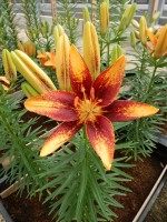 [5025 Tiny Orange Sensation No01.JPG]